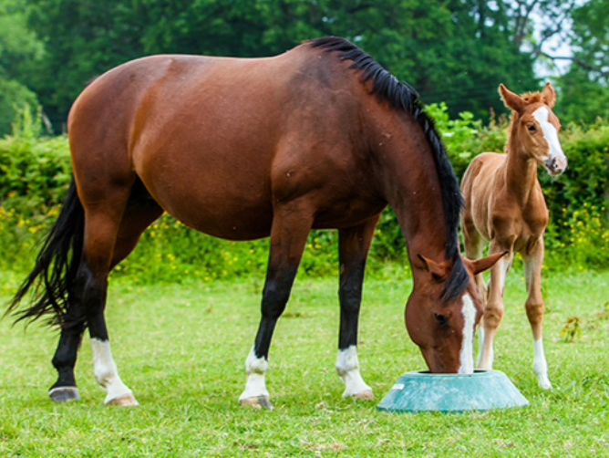 aliementation, nutrition du cheval